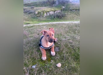 SULTAN-kämpfte sich ins Leben und wartet nun sehnsüchtig auf seine liebevolle Für-immer-Familie