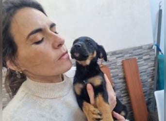 PATITA-kleine Pfoten suchen großes Glück