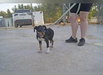 LARISSA - kleine Zaubermaus sucht ihr eigenes Für-immer-Körbchen