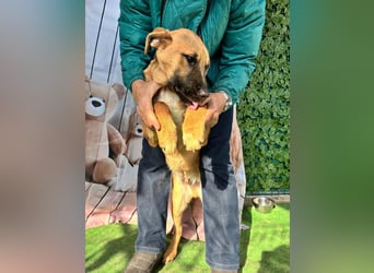 KNOX- sehr menschenbezogen, verschmust, liebesbedürftig bereit für seine Für-immer-Familie