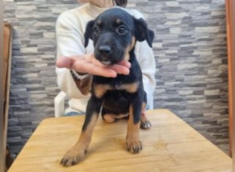 PATITA-kleine Pfoten suchen großes Glück