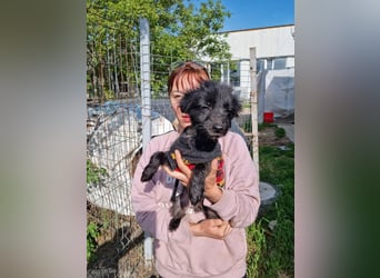 Herzallerliebste DAISY- wartet sehnsüchtig auf eine liebevolle Familie