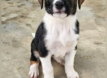 SAGA-wächst zu einem neugierigen und verspielten Hundekind heran