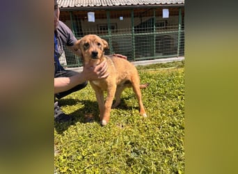 GUNNER - wer verliebt sich in diesen kleinen Schatz und schenkt ihm ein liebevolles Zuhause?