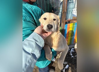 ZOE- verschmust, lieb, menschenbezogen, bereit für ihre liebevolle Für-immer-Familie