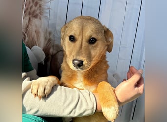 Hübsche IRIS-verschmust, liebesbedürftig sucht sie dringend ihr liebevolles Für-immer-Zuhause