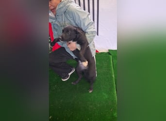 LORETTE - Zuckerschock, die kleine, unscheinbare Lorette sucht liebevolles Für-immer-Zuhause