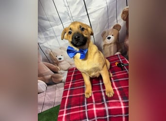 Buddy – freut sich auf das unbekümmerte Welpenleben