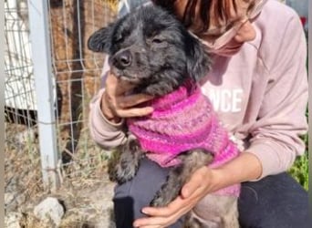 NERO-freundlicher, wenn auch noch etwas schüchterner junger Hund