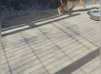 IDUN-sucht ein weiches Körbchen und liebevolle Menschen