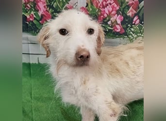 ANGEL - liebenswerter Hundebub