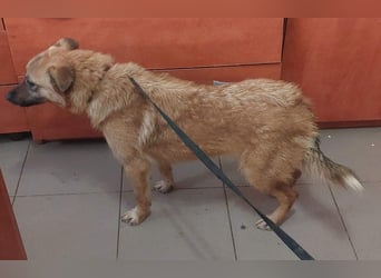 NELLY-Herz aus Gold sucht sehnlichst liebevolles Für-immer-Zuhause