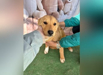 Hübsche IRIS-verschmust, liebesbedürftig sucht sie dringend ihr liebevolles Für-immer-Zuhause