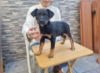 PATITA-kleine Pfoten suchen großes Glück