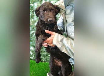 Freundliche MAGGY- wartet auf gepacktem Köfferchen auf ihre liebevolle Familie