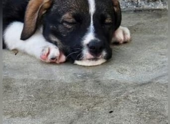 SAGA-wächst zu einem neugierigen und verspielten Hundekind heran