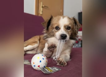 BISCUIT-kleiner Sonnenschein-liebevoll, anhänglich sucht sein liebevolles Für-immer-Zuhause