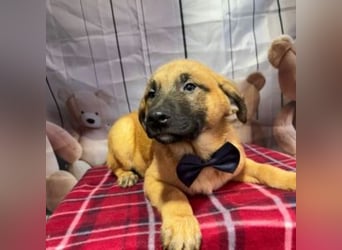 ZORRO-möchte IHR neues Familienmitglied werden!