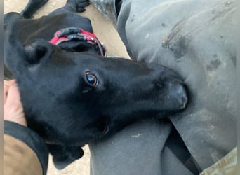 Maverik wartet im Tierheim in 79312 Emmendingen