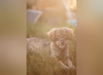 FELIA -wartet im Tierheim 79312 Emmendingen auf ihr liebevolles Für-immer-Zuhause