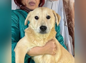 ZOE- verschmust, lieb, menschenbezogen, bereit für ihre liebevolle Für-immer-Familie