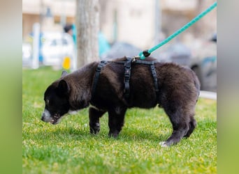 NORR-kleiner Sonnenschein, sehr lieb, ausgeglichen, verspielt, menschenbezogen