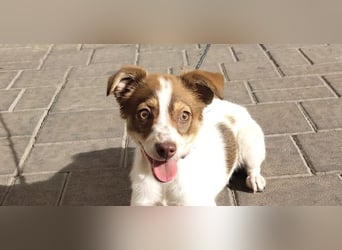 VIOLETA- kleines Mädchen, sozial, verschmust, verspielt sucht liebevolle Familie