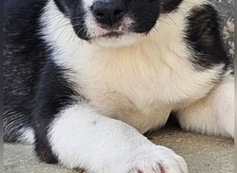 SAGA-wächst zu einem neugierigen und verspielten Hundekind heran