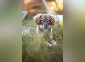 FELIA -wartet im Tierheim 79312 Emmendingen auf ihr liebevolles Für-immer-Zuhause