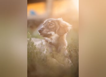 FELIA -wartet im Tierheim 79312 Emmendingen auf ihr liebevolles Für-immer-Zuhause