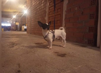 RUMI-kleines Herz auf 4 Pfoten, sanft, ruhig, liebt Kinder und Menschen -wo wartet seine Familie