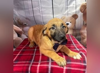 ZORRO-möchte IHR neues Familienmitglied werden!