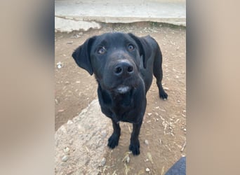 Maverik wartet im Tierheim in 79312 Emmendingen