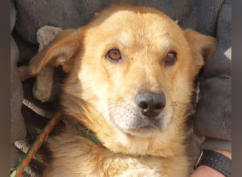 HONEY-feiner Charakter, traurige, braune Kulleraugen auf der Suche nach liebevollem Zuhause