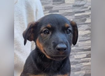 ROBI-kleiner Zwerg sucht seinen Lieblingsmenschen