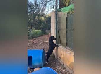 CAPO-ein kleiner,schwarzer Hundejunge,der sofort alle Herzen erobert auf der Suche nach se Familie