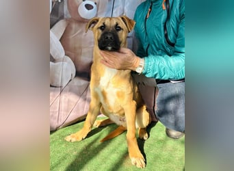 KNOX- sehr menschenbezogen, verschmust, liebesbedürftig bereit für seine Für-immer-Familie