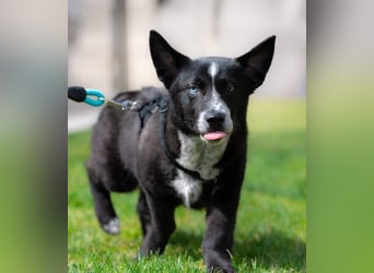 NORR-kleiner Sonnenschein, sehr lieb, ausgeglichen, verspielt, menschenbezogen