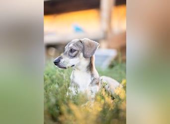 MILO - wartet auf Pflegestelle in 79206 Breisach auf ein gutes Zuhause