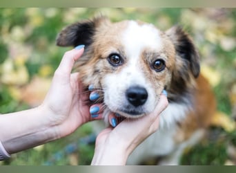BISCUIT-kleiner Sonnenschein-liebevoll, anhänglich sucht sein liebevolles Für-immer-Zuhause