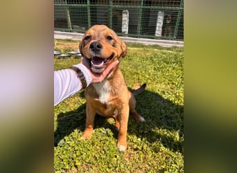 GUNNER - wer verliebt sich in diesen kleinen Schatz und schenkt ihm ein liebevolles Zuhause?