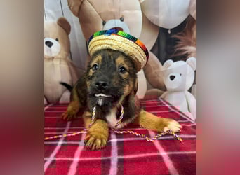 Archie – bereit für das große Welpenabenteuer