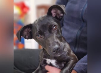 CHICO-sozial,umgänglich,schon gut erzogen sucht er auf gepacktem Köfferchen  sein Für-immer-Zuhause