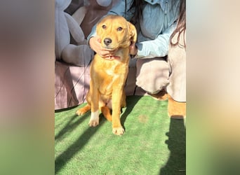 Hübsche IRIS-verschmust, liebesbedürftig sucht sie dringend ihr liebevolles Für-immer-Zuhause