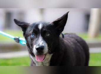 NORR-kleiner Sonnenschein, sehr lieb, ausgeglichen, verspielt, menschenbezogen