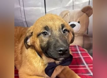 ZORRO-möchte IHR neues Familienmitglied werden!