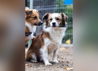 BISCUIT-kleiner Sonnenschein-liebevoll, anhänglich sucht sein liebevolles Für-immer-Zuhause
