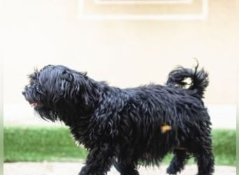 DARLA-wer hat ein Plätzchen an seiner  Seite frei um mit Darla durchs Leben zu gehen