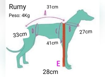 RUMI-kleines Herz auf 4 Pfoten, sanft, ruhig, liebt Kinder und Menschen -wo wartet seine Familie