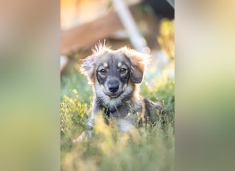 FELIA -wartet im Tierheim 79312 Emmendingen auf ihr liebevolles Für-immer-Zuhause